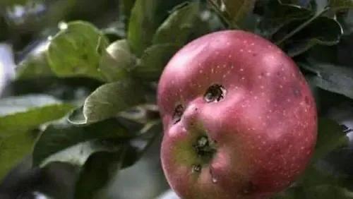 大自然真是無奇不有啊!快來看看畸形的果蔬吧 大自然真是無奇不有啊!快來看看畸形的果蔬吧