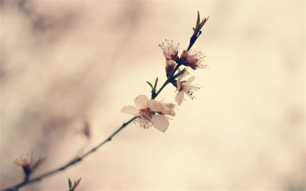 詩經《采薇》:身前是外辱,身後是故土,生命的意義就是守護 詩經《采薇》:身前是外辱,身後是故土,生命的意義就是守護