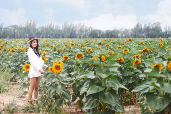 絕美卻鮮為人知！離新疆烏魯木齊200多公里處，藏著一處天山麥海