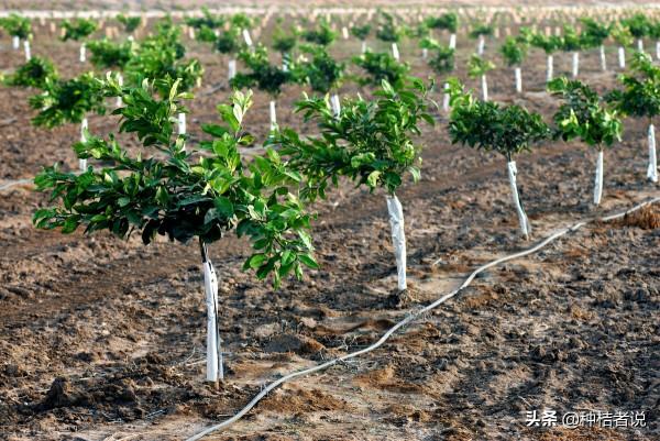 管理大果園8年，我踩過的5個大坑，每坑都裝著辛酸淚