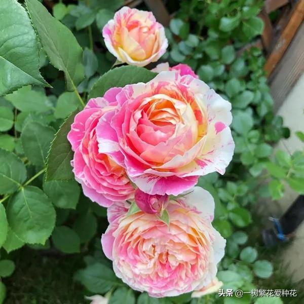 廣東三寶&mdash;&mdash;莫奈，條紋系美花，耐曬耐熱對天熱地區友好的月季