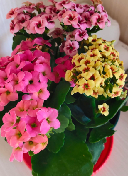 “富養”4種花，多施肥多澆水才能長得壯，不然最後沒花看