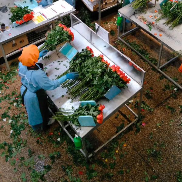 受全球疫情影響,永生花逆市暴漲,國產貨表現如何? 受全球疫情影響,永生花逆市暴漲,國產貨表現如何?