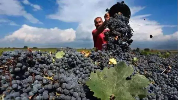 別卡速：豹子號333