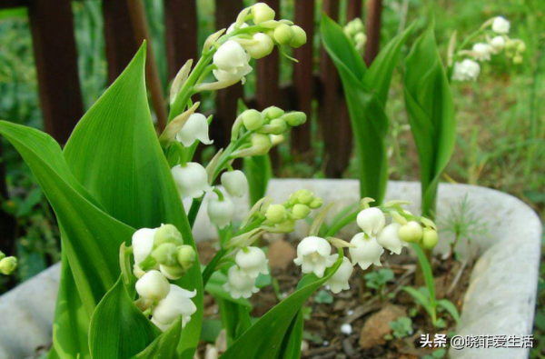 漂亮的有毒花！認識20種“大毒花”，遠離危險