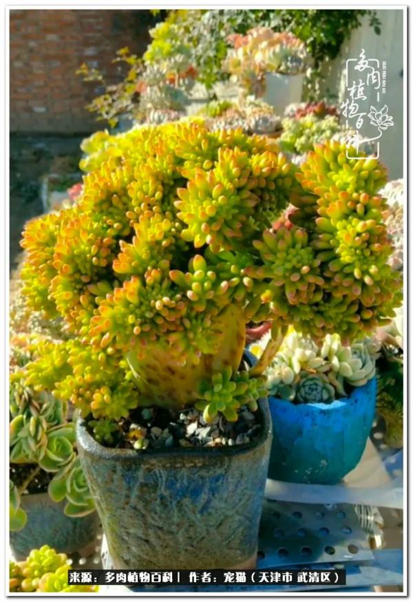 人生紛亂奈我幾何，與多肉相伴度年華