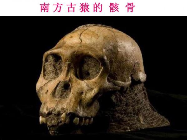 人類進化過程中，有哪些不合常理的事件發生？