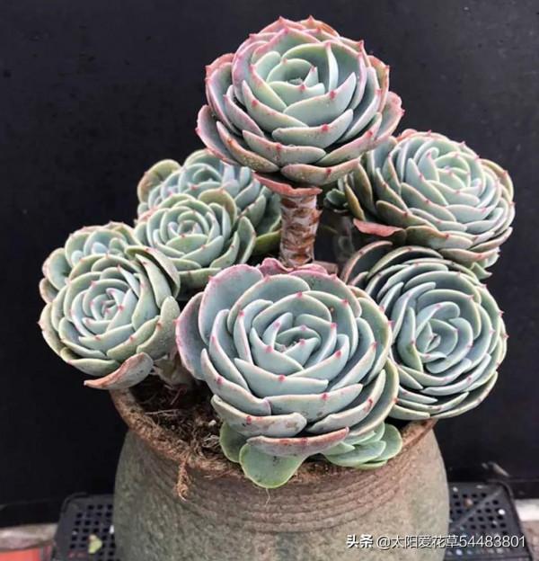 多肉玉蝶是“夏必死”太難養，狠心做好5件事，再也不徒長和爛根