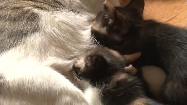 比格犬碰了小貓崽,被貓媽媽一天打八次,嚇到渾身發抖 比格犬碰了小貓崽,被貓媽媽一天打八次,嚇到渾身發抖