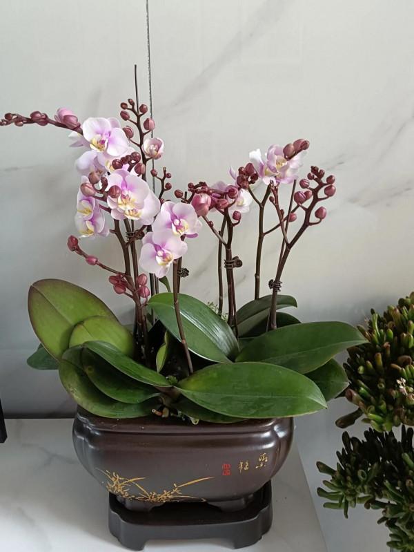 自己養的花,什麼樣子都喜歡 自己養的花,什麼樣子都喜歡