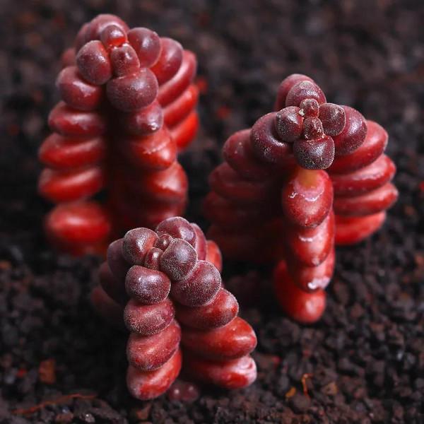 紅珊瑚為什麼是紅色的