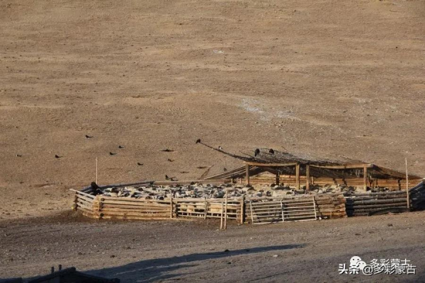 草原牧民人家的一天