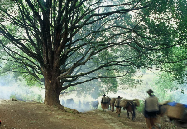 騰衝和順丨邊陲小江南，一抹邊陲絕色