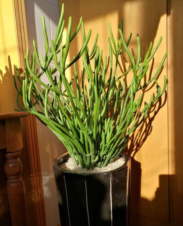 越美的花越有毒，生活誠不欺我！快來認識七種大毒花，避免受傷害