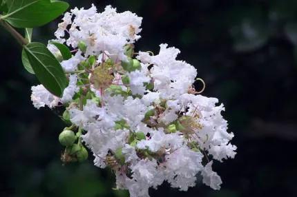 分享——紫薇花