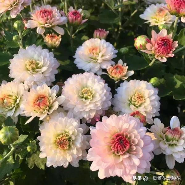 一年四季種啥花，推薦這56種花，詳細特點，讓你買到更適合自己的