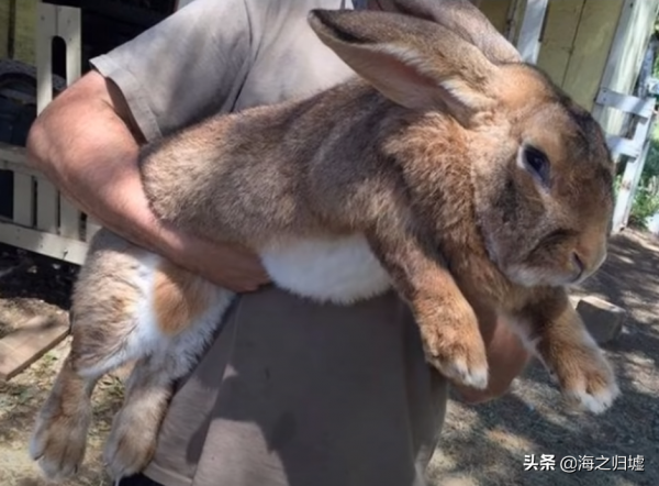 28張關於動物的對比照片,看完又漲知識了 28張關於動物的對比照片,看完又漲知識了
