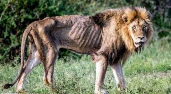 不喝水只能活3天，不吃飯只能活兩天！渴死和餓死哪種更痛苦？