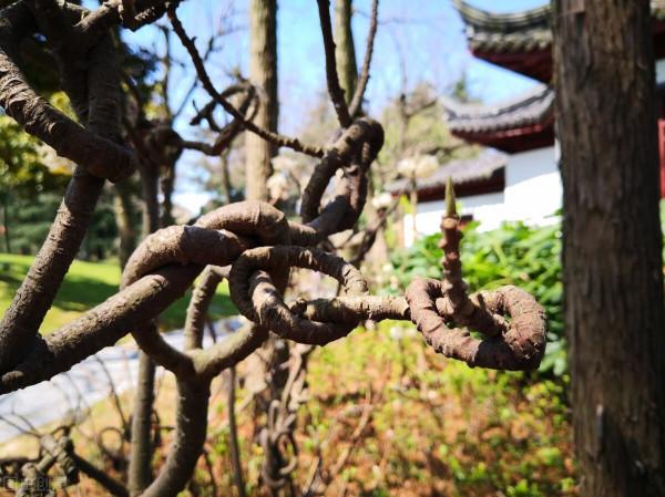 冬日裡的花朵，溫暖了我的心房