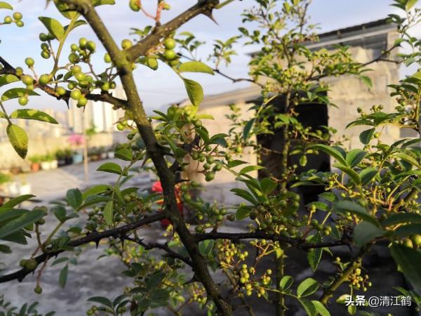 花椒在什麼時候採收才會色澤鮮豔靚麗,麻香味最濃 花椒在什麼時候採收才會色澤鮮豔靚麗,麻香味最濃