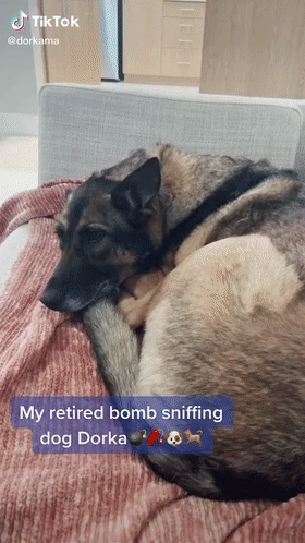 警犬退役後情緒很低落,鏟屎官靈機一動,陪它演了一齣戲 警犬退役後情緒很低落,鏟屎官靈機一動,陪它演了一齣戲