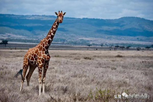 非洲五特 | 相比於“非洲五霸”拿什麼來吸引你呢? 非洲五特 | 相比於“非洲五霸”拿什麼來吸引你呢?