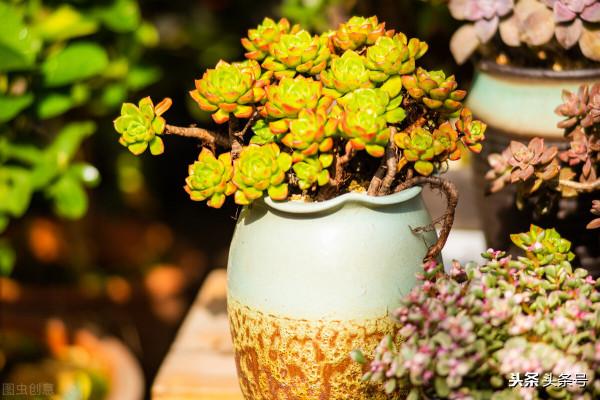 為啥新手總覺得自己養不好多肉，今天就跟大家嘮嗑嘮嗑