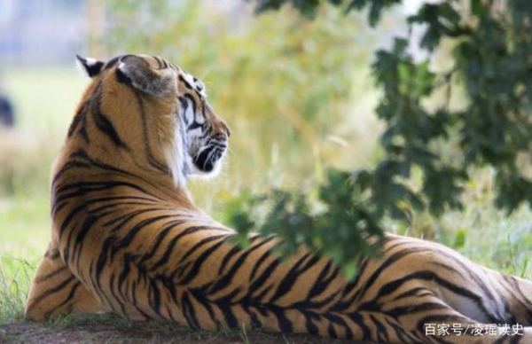 虎年有虎運嗎？虎年要做足功課，虎誓&mdash;&mdash;虎勢&mdash;&mdash;虎視眈眈