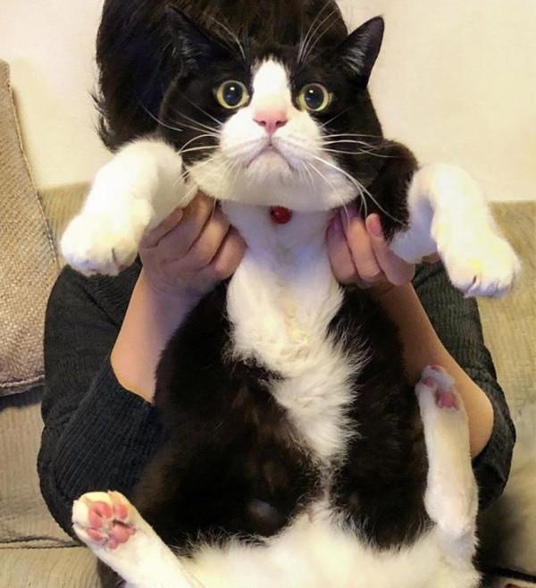 這5種貓,公認最“難伺候”,能養好的都不是一般人 這5種貓,公認最“難伺候”,能養好的都不是一般人