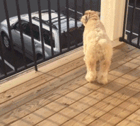 這絕對是你養狗最暖心的瞬間