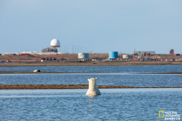 地球上觀賞野生北極熊的最佳地點