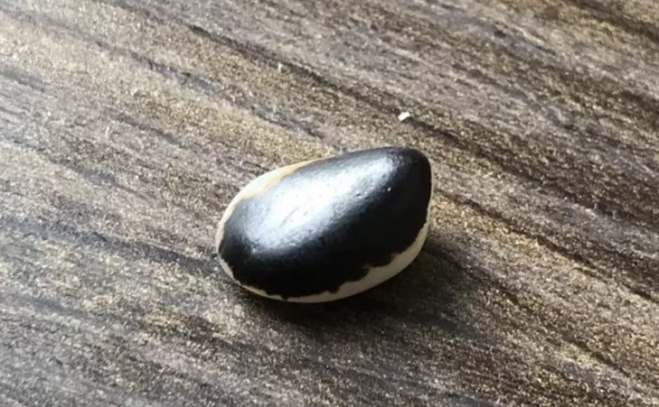 800多萬成交！這種“黑美人”絕對值得你收藏