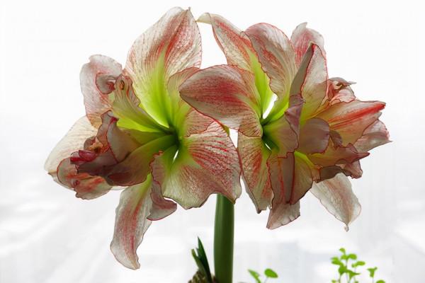 這9種花卉適應性強，各種抗性較高，適合在室內的環境中栽培