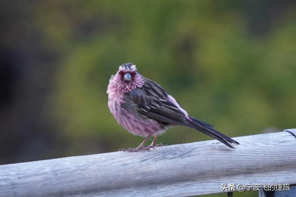 美國黃石的13倍！我國首批國家公園正式官宣，驚豔世界的風景來了