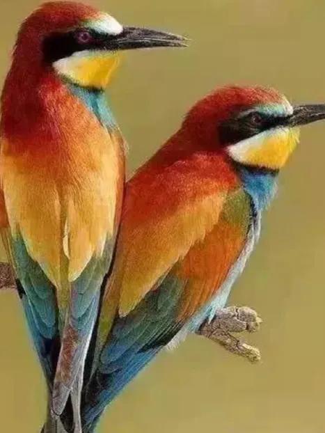 情侶愛情鳥的美圖