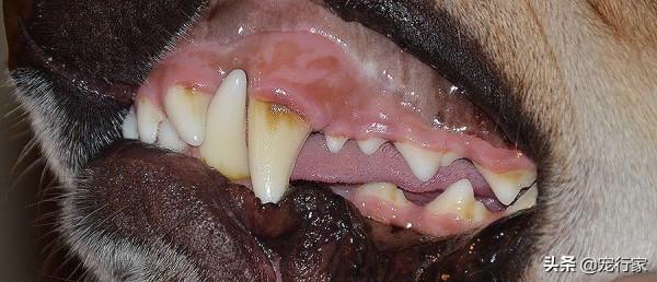 透過牙齒就能判斷狗狗年齡?學會這招,教你如何在朋友面前裝酷 透過牙齒就能判斷狗狗年齡?學會這招,教你如何在朋友面前裝酷