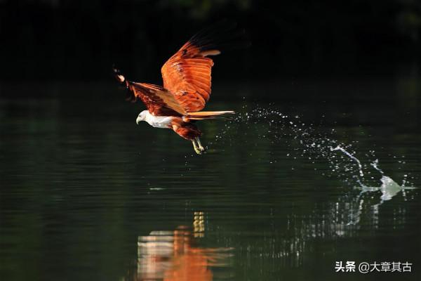牢底坐穿獸之慄鳶