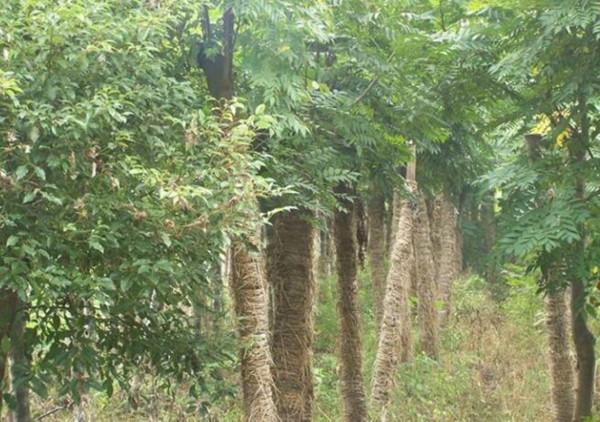 價值千金的金絲楠木，為什麼沒有人去種植呢？