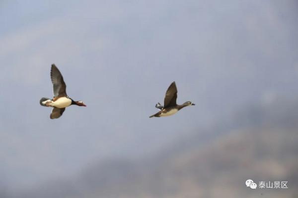 深山古剎訪鴛鴦