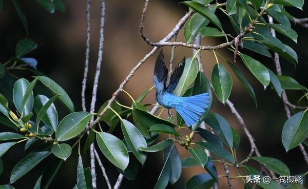 活躍在華南植物園裡的銅藍鶲