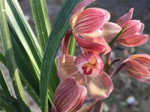 他多年前偶然收購一棵龍根小藝草，2017年，他靠此花獲利500多萬