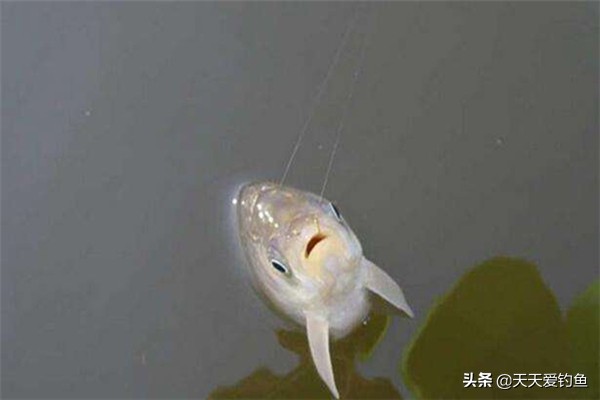 釣鯽魚，子線應該怎麼選？多長最合適？