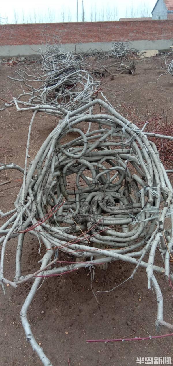 百味人生|桃園結“椅”!15年,他在地裡種出700把椅子!萊西果農這項絕活還拿下了國家專利 百味人生|桃園結“椅”!15年,他在地裡種出700把椅子!萊西果農這項絕活還拿下了國家專利