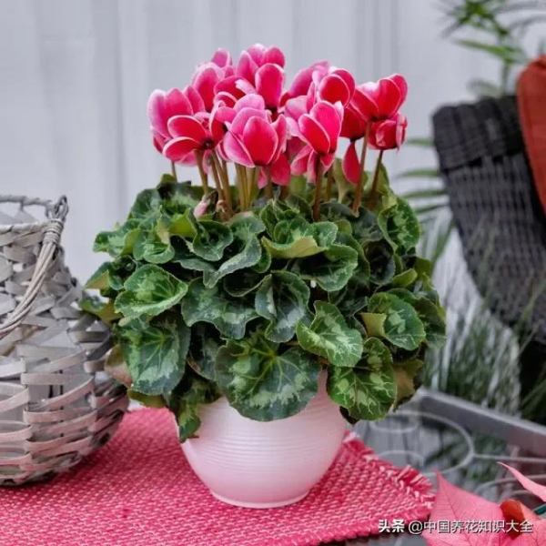 五種“富貴花”，適合冬天養寓意吉祥，又大氣，關鍵還喜慶