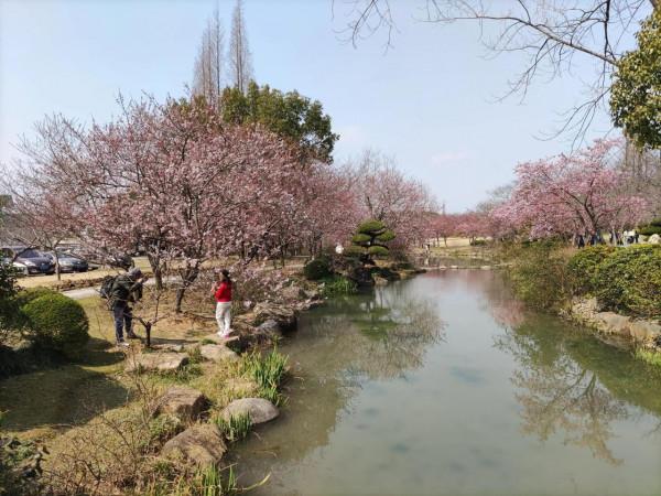 黿頭渚櫻花先睹為快