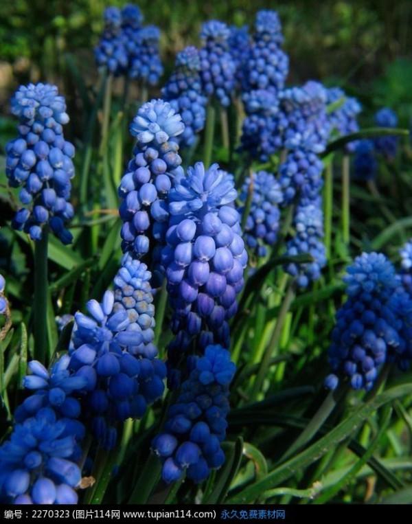 《百花集》(二百三十六) 《百花集》(二百三十六)