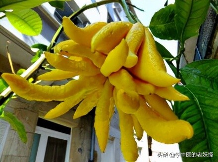 每日學習一味中藥——佛手