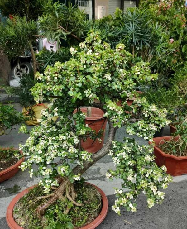 金枝玉葉黃葉掉葉,掌握一招,葉綠花繁,顏值高 金枝玉葉黃葉掉葉,掌握一招,葉綠花繁,顏值高