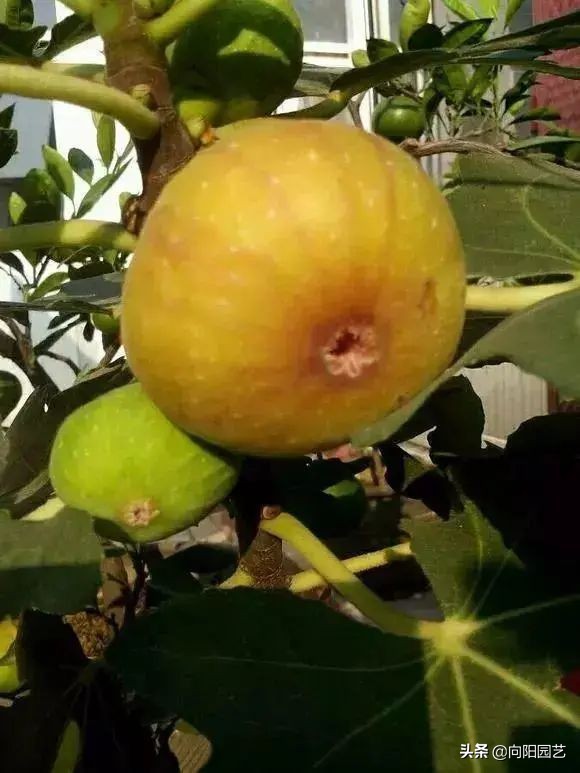 6種果樹，可以種在花盆裡，養在露臺上，實現“水果自由”