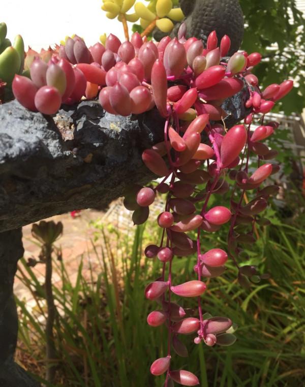 3種“養不死”的花，適合新手，不只是好養，關鍵很漂亮